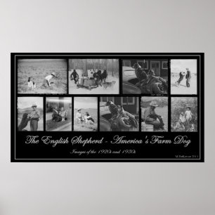 Poster Le berger anglais - chien de la ferme de