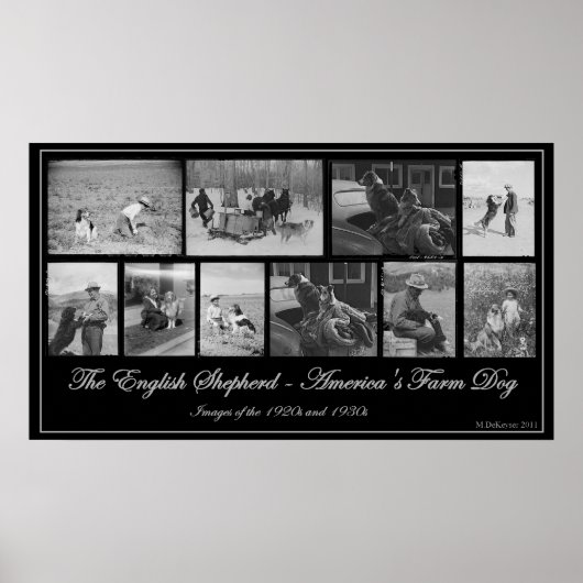 Poster Le berger anglais - Le chien de ferme américain (Devant)