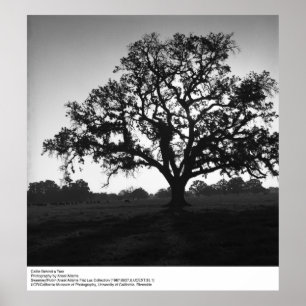 Poster Le bétail derrière un arbre par Ansel Adams