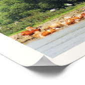 Poster Le bétail et le Danube (Coin)