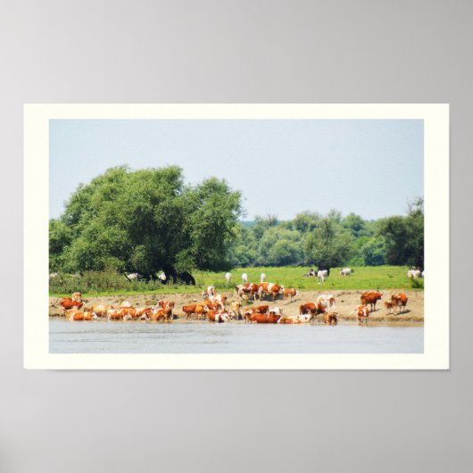 Poster Le bétail et le Danube (Devant)
