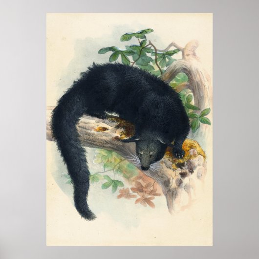 Poster Le Binturong par Joseph Wolf (Devant)