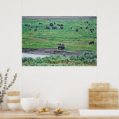Poster Le bison américain (Cuisine)