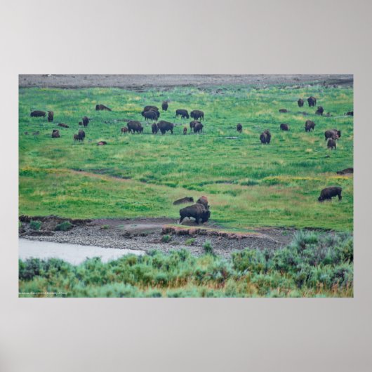Poster Le bison américain (Devant)