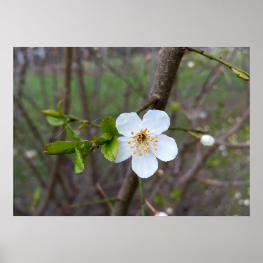 Poster Le blanc du printemps (Devant)