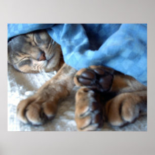 Poster Le bleu de sommeil Aby le chat dans le bleu