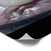 Poster Le Blobfish (Coin)