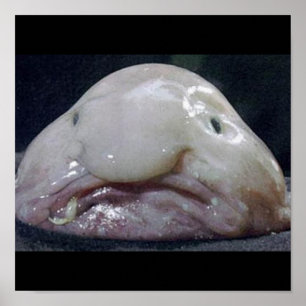 Poster Le Blobfish