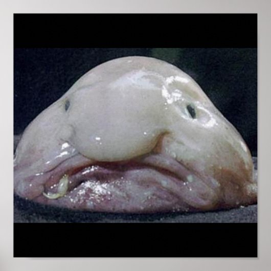 Poster Le Blobfish (Devant)