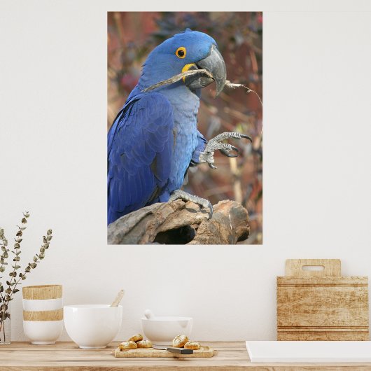 Poster Le blues (Cuisine)