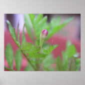 Poster Le Boud (Devant)