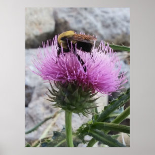 Poster Le bourdon récolte une fleur de chardon violet