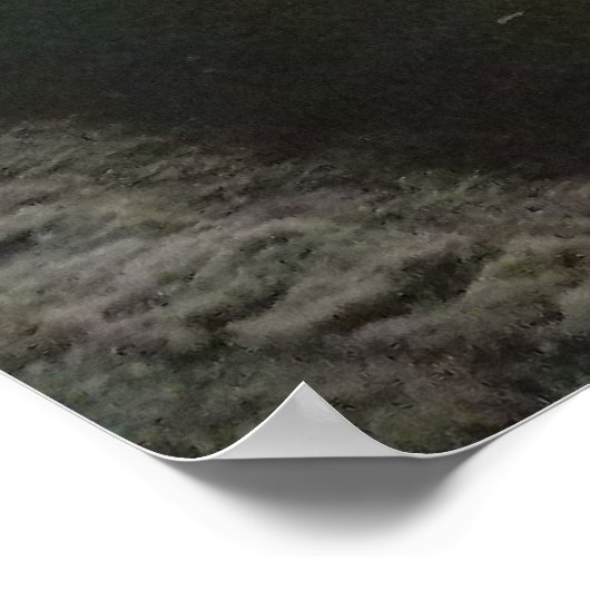 Poster Le buffle de Shea (Coin)