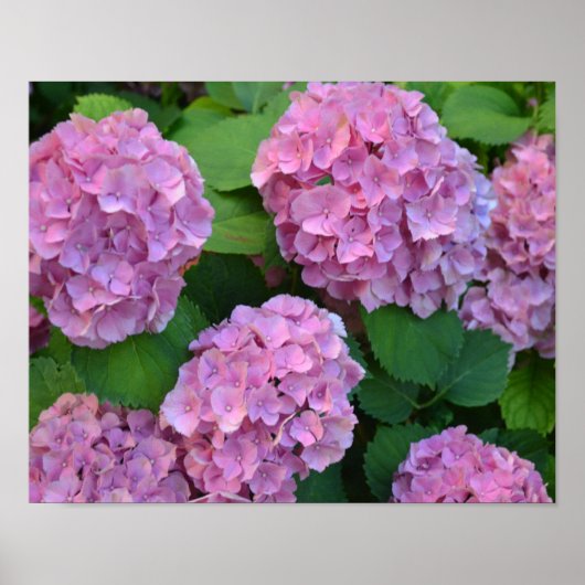 Poster Le buisson d'hortensia rose (Devant)