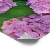 Poster Le buisson d'hortensia rose (Coin)