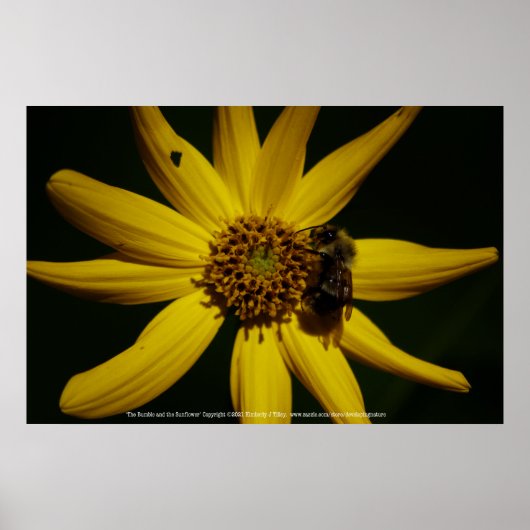 Poster Le Bumble et le Tournesol (Devant)