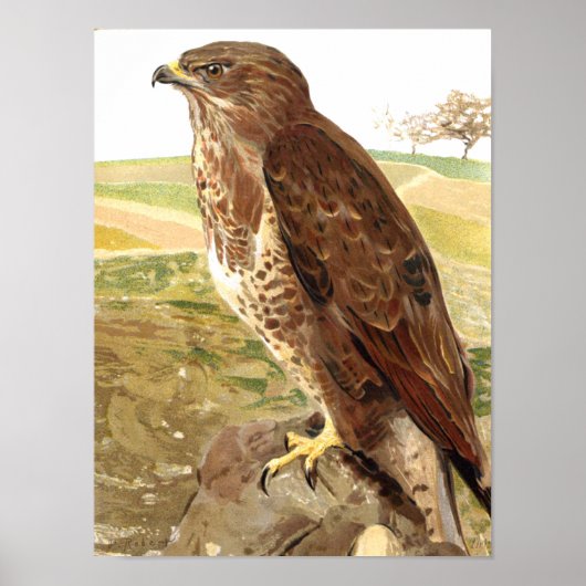 Poster Le buzzard (Devant)