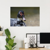 Poster Le Caire moschata domestica (Bureau à domicile)