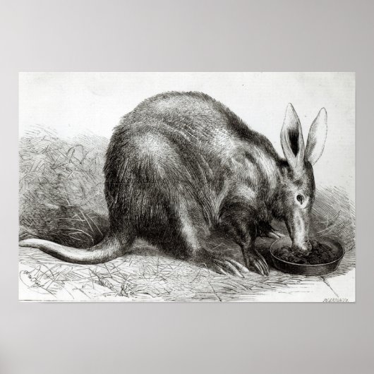 Poster Le Cap Ant-Eater (Devant)