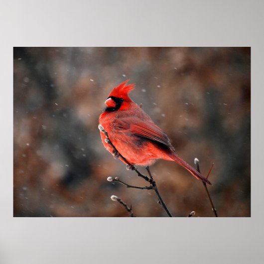Poster Le cardinal dans une tempête de neige (Devant)