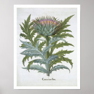 Poster Le cardon, du "Hortus Eystettensis" par Bas