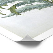 Poster Le Cardoon, du "Hortus Eystettensis" de Bas (Coin)