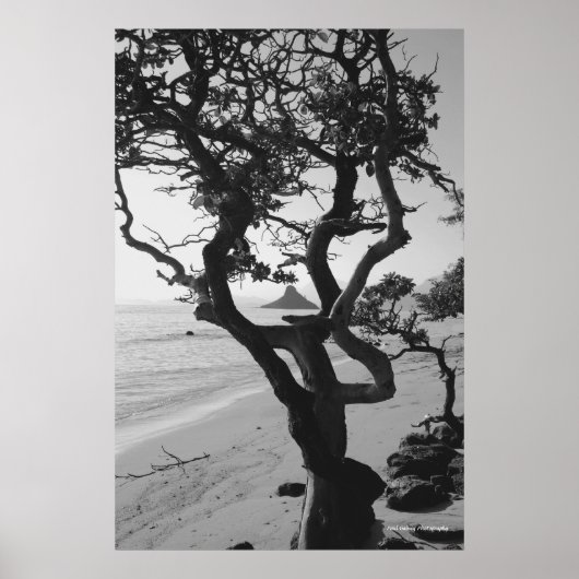 Poster Le Casquette chinois (Devant)