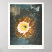 Poster Le Cereus à floraison nocturne (1799–1807) (Devant)