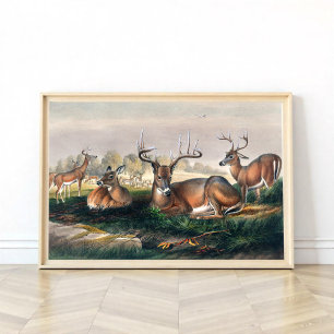 Poster Le cerf à queue blanche