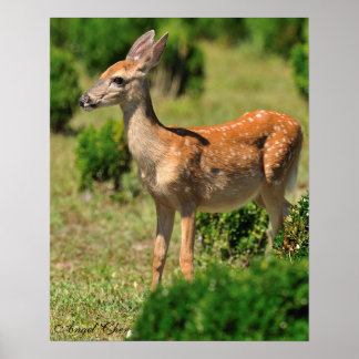 Poster Le cerf, chasse la paille au soleil
