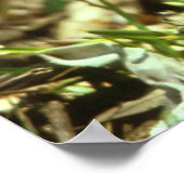 Poster Le cerf de Virginie (Coin)