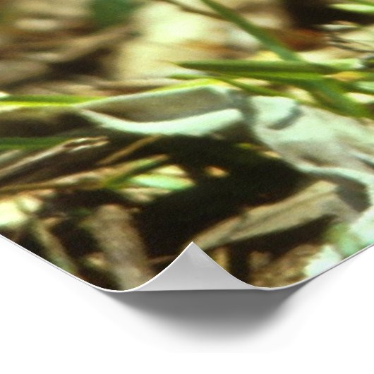 Poster Le cerf de Virginie (Coin)