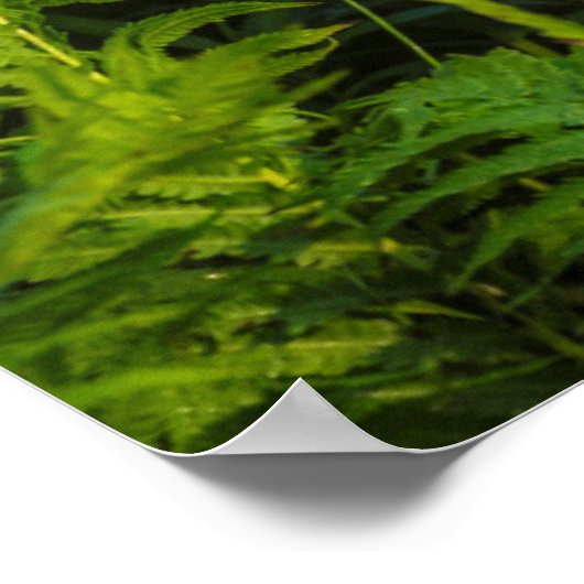 Poster Le cerf de Virginie | Minnesota (Coin)