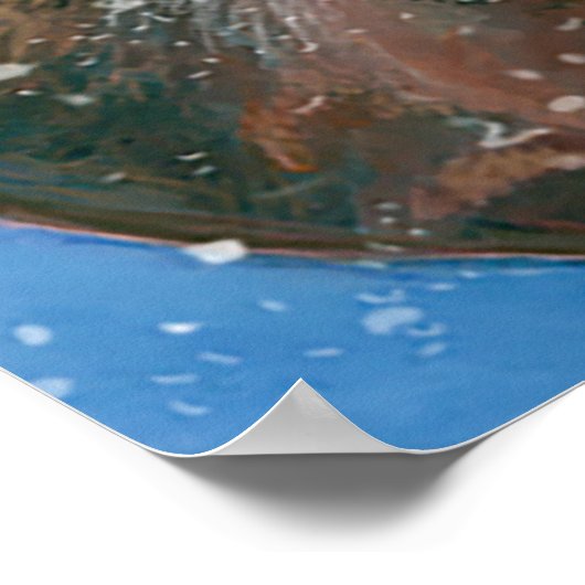 Poster Le cerf rouge (Cervus elaphus) (Coin)