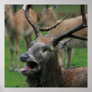 Poster Le cerf vaillant :