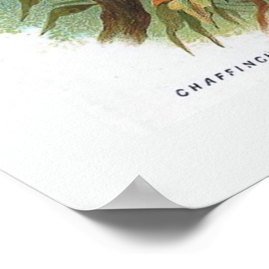 Poster Le Chaffinch (Coin)