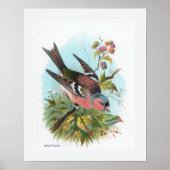 Poster Le Chaffinch (Devant)