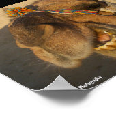Poster Le Chameau qui Rit (Coin)