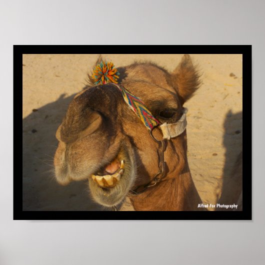 Poster Le Chameau qui Rit (Devant)