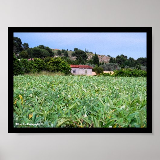 Poster Le Champ d'Artichauts (Devant)