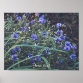 Poster Le champ de Cornflower (Devant)