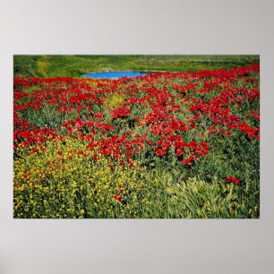 Poster Le champ de pavot, atlas moyen, Maroc fleurit