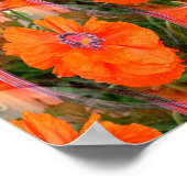 Poster Le champ de pavot chinois... (Coin)