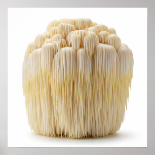 Poster Le champignon Lion's Mane