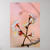 Le charme des fleurs japonaises d'abricot
