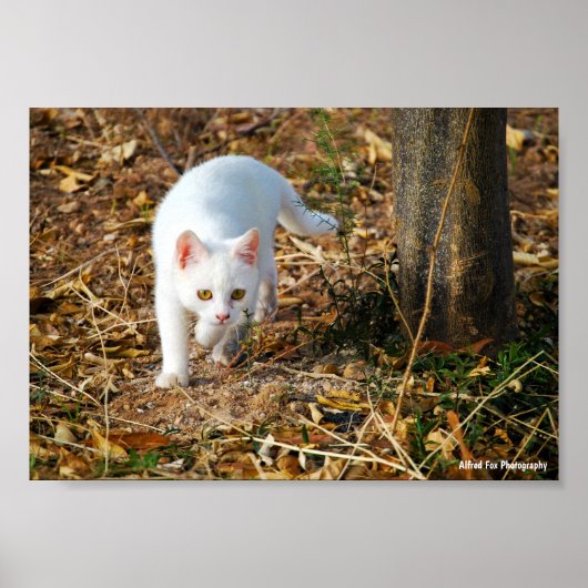 Poster Le Chasseur Blanc (Devant)