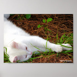 Poster Le Chat dans les Aiguilles de Pin