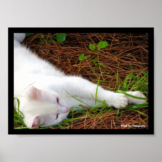 Poster Le Chat dans les Aiguilles de Pin (Devant)