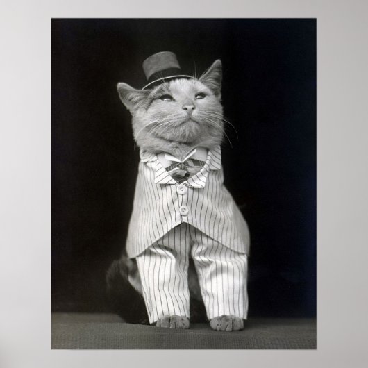 Poster Le chat Dapper, 1906. Photo vintage (Devant)