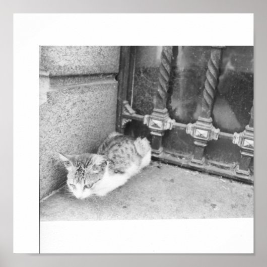 Poster Le chat de rue Argentine (Devant)